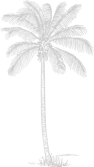 Palm Tree illustration