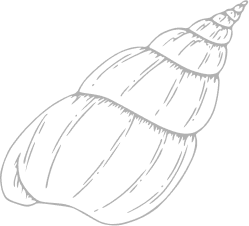 Shell illustration