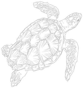Turtle illustration